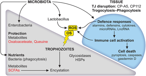 Figure 3. The microbiota has a role to play in the lifecycle of E. histolytica and tissue responses. The balance between trophozoite and cyst is strongly influenced by the microbiota. First, amoebae phagocytose bacteria and derived nutrients promote the growth of trophozoites. Secreted bacterial products such as short-chain fatty acids (SCFAs) are expected to provide energy for parasite growth. During carbon source deprivation, SCFAs stimulate the production of mucin, which could be used as a carbon source. Acetate is a SCFA that induces encystation in vitro in E. histolytica. Second, an important activity of bacteria is to act as a parasite survival aid in stressful situations like oxidative stress (OS); it regulates the expression of amoebic genes, metabolites such as oxalacetate and queuine, derived from Enterobacteriaceae, protect E. histolytica from OS. This response is not universal since Lactobacillus acidophilus (a probiotic) modifies the amoebic transcriptome differently and causes oxidation of vital E. histolytica proteins leading to the death of trophozoites. Major lesions occurring at the early stages of contact between E. histolytica and the intestinal epithelium led to disruption of tight junctions combined with disruption of ion channels tissue architecture collapse. Mammalian cells die by trogocytosis, apoptosis and phagocytosis. The inflammatory response occurs leading to cell death, the microbiota influence alarmins activity. For references see the main text.