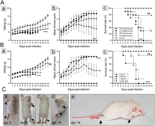 Figure 1. Establishment of CVA19 mice model. The body weight (A-a and B-a), clinical scores (A-b and B-b), and survival rates (A-c and B-c) were monitored and recorded daily until 15 dpi, in the inoculation dosage-, and age-dependent experiments. (C) Five representative pictures of clinical signs. The black arrows indicated the paralysed limbs of infected mice. Data represent the mean ± SD. Different groups vs control, *P < 0.05, **P < 0.01, ***P < 0.001, ****P < 0.0001; ns, non-significant.