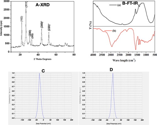 Figure 2. PRK-NP purity and stability. (A) PRK-NP X-ray diffraction (XRD) spectrum pattern. The diffraction peaks are indicative of pure hexagonal phase HgS. (B) Fourier-transform infra-red (FTIR) spectrum indicates that HgS is capped with an organic surface. (B-a) FTIR shows that Hg is bonded to sulphide groups. (B-b) FTIR shows that the HgS product is free of impurities. (C–D) Zeta potential measurement before (C) and after storage (D).