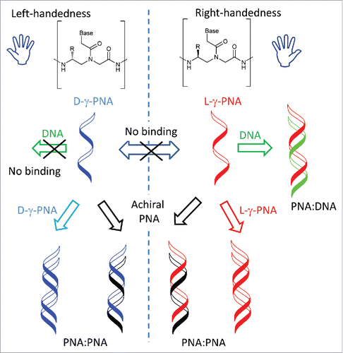 Figure 2. Stereochemical orthogonality of D- and L-γ-PNA. Only L-PNA binds to natural nucleic acids. D-PNA and L-PNA do not bind to each other, but they both bind to achiral PNA and to PNA with the same stereochemistry.
