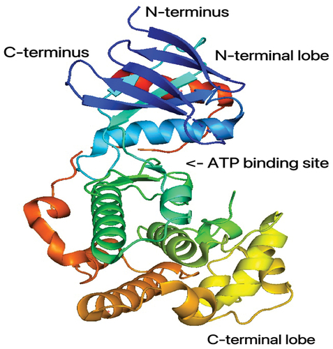 Figure 3. The 3D crystal structure of JNK3 with ATP binding site. (PDB no. 2b1p) [Citation30]. The structure is illustrated in ribbon representation, with colours changing from blue through green and yellow to red from the N terminus to the C terminus.