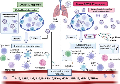 Figure 1. Immune response against SARS-CoV-2 infection. Left: Normal response against COVID-19 infection, with minimal lung inflammation. Right: Defective immune response against severe COVID-19 infection. The cytokine storm might lead to a severe lung inflammation and, eventually, to organ damages.
