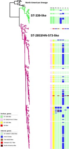 Figure 3. Phylogenetic tree of HA genes of H6 viruses. For the 171 H6 viruses sequenced in this study, all eight gene segments are listed at the top of the graph, and the clade origins of each gene segment are indicated by different coloured bars. White bars represent gene segments of reference strains downloaded from GISAID or GenBank. Surface genes (HA and NA) were generally classified into four separate clusters (ST-339-like, ST-2853/HN-573-like, ST-192-like and N8-like), while internal genes (PB1, PB2, PA, NP, M, NS) were included in five separate clusters.
