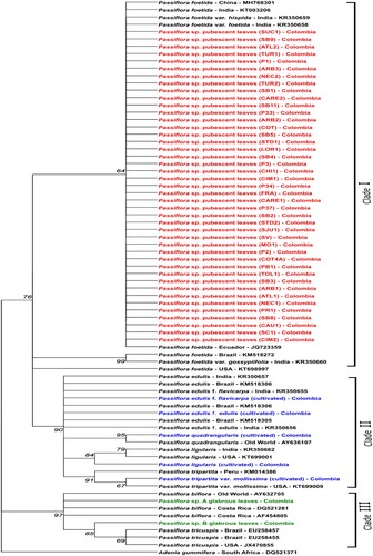 Figure 3. Phylogenetic tree of ITS sequences of Passiflora foetida and other Passiflora species. Accessions in black = sequences retrieved from GenBank. Accessions in red = Passiflora sp. samples with pubescent leaves collected in Colombia as part of this study (site ID between parentheses; Supplementary Table 1). Accessions in green = Passiflora sp. samples with glabrous leaves collected in Colombia as part of this study. Accessions in blue = identified Passiflora species acquired from nurseries in Colombia. The tree was built using the maximum likelihood method. Only bootstrap values above 60% are shown. Adenia gummifera was used as outgroup.