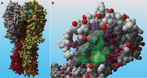 Figure 1 Influenza virus HA molecule from A/California/04/2009 (PDB: 3ube).