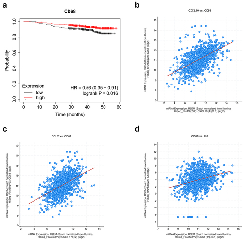 Figure 3. The relationship between macrophages and the survival rate of breast cancer patients. (a) The survival analysis of CD68 in the database of breast cancer in TCGA. (b) The correlation between the CD68 and CXCL-10 (IP-10). (c) The correlation between the CD68 and CCL2 (MCP1). (d) The correlation between the CD68 and IL-6.