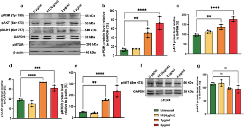 Figure 6. Inhibition of autophagy by MoxR1 is mediated through activation of the PI3K-AKT-MTOR-ULK1 signalling axis. (a) Western blot analysis shows activated phospho pPI3K, pAKT, pMTOR, and pULK1 kinases in MoxR1 (2 and 4 µg/ml) treated RAW264.7 cells. The MoxR1 concentrations used in treating macrophages and the molecular weight of the activated/inhibited phospho enzymes in response to MoxR1 and phospho antibodies are marked in the figure. (b, c, d, and e) p-PI3k, p-AKT, p-ULK1, and pMTOR protein levels were quantified and normalized to GAPDH or β-actin [%]. (f) Western blot analysis showing the expression of p-AKT in MoxR1 treated to ΔTLR4 cells. (g) the p-AKT level was measured and normalized to GAPDH [%]. The mean from two or three independent experiments was used to calculate the standard deviation. Data are presented as means ±SD in comparison to the control. P value less than × 0.05, **0.01, ***0.001. All the graphs were prepared in GraphPad 9.0.