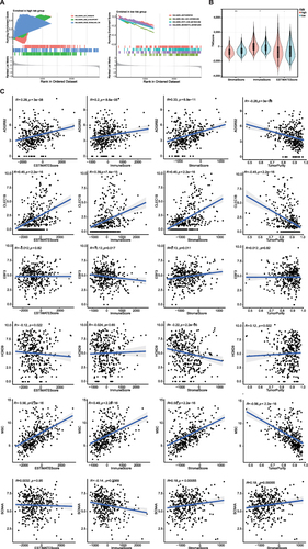 Figure 6 GSEA analysis showing the enriched pathways of the high-and low-risk groups. (A) Left chart: Multiple GSEA showing enriched pathways in the high-risk group. Right chart: Multiple GSEA showing enriched pathways in the low-risk group. (B) Violin plots of stromal scores, immune scores and ESTIMATE scores between high and low risk groups. (C) The correlation between MPRGs and stromal scores, immune scores, ESTIMATE scores.* P < 0.05, ** P < 0.01.