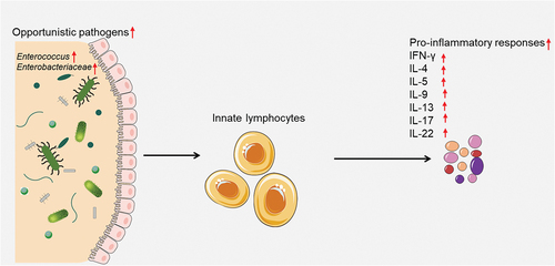 Figure 2. Innate lymphocytes recognize increased opportunistic gut pathogens and intensify gut pro-inflammatory responses.