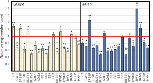 Figure 6. Real-time RT-PCR analysis of the expression of the representative genes involved in the production of sugars and starch. Total RNA prepared from leaves, which were harvested at 8 h after the light period started (left panel) and at 6 h after the dark period started (right panel), was used for real-time RT-PCR analysis. The expression of representative genes is shown relative to that of the wild type, which is set as 1. Each gene name is indicated by a simplified representation as follows: ADG1, ADP-glucose pyrophosphorylase small subunit 1 (At5g48300); ADG2, ADP-glucose pyrophosphorylase large subunit 1 (At5g19220); SS1, starch synthase 1 (At5g24300); SS2, starch synthase 2 (At3g01180); SS4, starch synthase 4 (At4g18240); BE3, starch branching enzyme (At2g36390); GBSS1, granule-bound starch synthase 1 (At1g32900); GWD1, chloroplastic α-glucan water dikinase 1 (At1g10760); GWD3, chloroplastic phosphoglucan water dikinase (At5g26570); BMY1, β-amylase (At4g15210); BAM3, β-amylase 3 (At4g17090); DPE2, 4-α-glucanotransferase 2 (At2g40840); HXK1, hexokinase 1 (At4g29130); VI2, vacuolar invertase (At1g12240); CWI1, cell wall invertase 1 (At3g13790); SPSF1, sucrose phosphate synthase 1 F (At5g20280); SPSF4, sucrose phosphate synthase 4 F (At4g10120); SUS1, sucrose synthase 1 (At5gG20830); and SUS5, sucrose synthase 5 (At5g37180). The transcript of ubiquitin-conjugating enzyme 21 (UBC; AT5g25760) was used as a control. The error bars represent the means ± SDs (n = 3). The means that differed significantly from the wild-type plant are indicated by asterisks (P < 0.05) or double asterisks (P < 0.01)