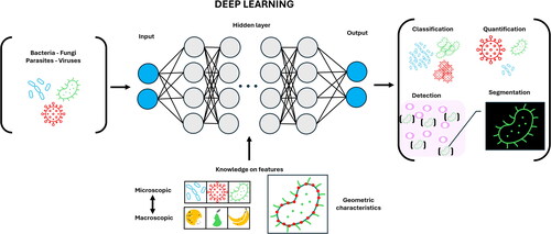 Figure 2. A schematic diagram illustrating the process of analyzing microscopic images of microorganisms using deep learning techniques, focusing on the assessment of their geometric properties and macroscopic resemblance.