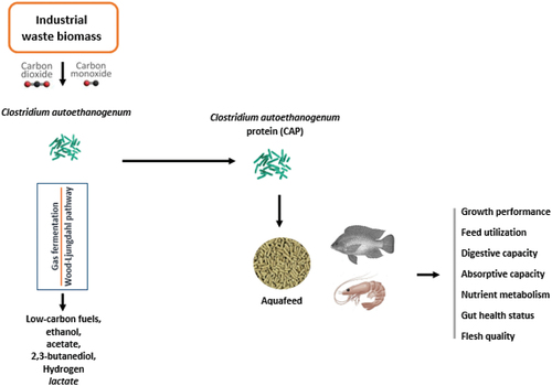 Figure 1. A summary of the production and application of Clostridium autoethanogenum protein (CAP) in aquaculture.