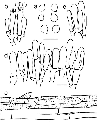 Figure 9. Microscopic features of Tricholomopsis flava (type, HKAS 96,940). (a) Basidiospores; (b) Basidia; (c) Pileipellis; (d) Cheilocystidia; (e) Caulocystidia. Bars: a – e = 10 μm. Drawing by Zhu-Liang Yang.