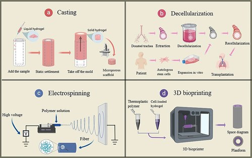 Figure 1. Common methods of tissue-engineered trachea preparation. (a) casting, (b) decellularization, (c) electrospinning, and (d) 3D bioprinting. Images were generated using the Medpeer software.