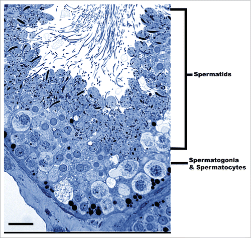Figure 1. Light microscope view of a seminiferous tubule in the Pelamis platarus testis. The seminiferous tubule has a wide lumen and thick germinal epithelium containing developing germ cells (Spermatogonia & Spermatocytes, Spermatids). Bar = 50 µm.