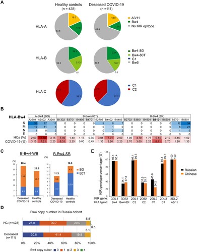 Figure 6. Distribution of the HLA-Bw4 motif in healthy controls and deceased COVID-19 patients in Russia [Citation10]. A) Pie charts of the distributions of HLA class I epitopes that interact with KIRs in Russian healthy controls (n = 428) and deceased COVID-19 patients (n = 111). The source data were from [Citation10]. B) Allele frequencies of the Bw4 motif in HLA-A and HLA-B allotypes in controls and deceased COVID-19 patients in Russia. C) Distributions of weak binder (WB) and strong binder (SB) of HLA-B and HLA-A alleles in controls and deceased COVID-19 patients. D) Copy numbers of the Bw4 motif present at HLA-A and HLA-B alleles (B-Bw4-80 T, B-Bw4-80I and A-Bw4) in Russian controls and deceased COVID-19 patients. E) Percentages of KIR genes as receptors for HLA-Bw4, HLA-C1 and C2 allotypes in Russians and Chinese. Data of Russian KIR gene frequencies were pooled from 6 populations in Russia with a total of 384 individuals from www.allelefrequencies.net. Chinese KIR gene frequencies were from this study (n = 413).