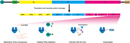 Figure 1. A schematic representation of the EV-A71 genome and current understanding of the picornaviruses 3Dpro protein. The enterovirus 5” end is linked to a VPg followed by an IRES. After translation of the single OFR, the polyprotein is cascade cleaved to form VP1, VP2, VP3, VP4, 2Apro, 2B, 2C, 3A, 3B, 3Cpro, and 3Dpol. at the 3” end of the EV-A71 genome is a polyA sequence. 3Dpol proteins catalyse viral RNA synthesis, catalyse VPg uridylation, interact with host proteins, and act as drug targets.