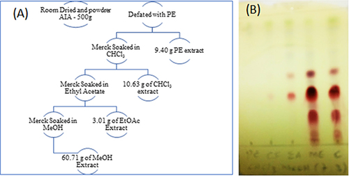 Figure 1 (A) Extraction flowchart for aerial part of A. integrifolia (B) TLC Comparison for the fraction from crude extraction.