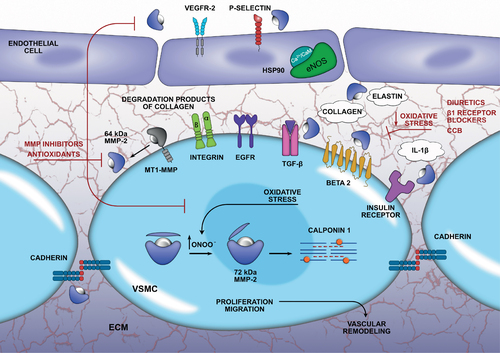 Figure 1 Increased MMP-2 activity and the proteolysis of ECM and non-ECM components in the VSMC. Increased MMP-2 activity contributes to hypertension-induced maladaptive vascular remodeling as it degrades many ECM and non-ECM components in the VSMC. MMP-2 is activated by MT1-MMP in the ECM, where it degrades collagen and elastin. The cleaved products of collagen interact with the integrin receptors in the VSMC and activate the focal adhesion kinase signaling, which stimulates migration and proliferation. In the ECM, MMP-2 also processes the latent TGF-β to facilitate VSMC migration and the β2 adrenergic and insulin receptors, which leads to vasoconstriction. MMP-2 may also cleave cadherin between VSMC. The activation of MMP-2 by oxidative stress may contribute to proteolysis of calponin-1 in the machinery of VSMC, thus resulting in migration or proliferation. In the endothelial cells, MMPs may cleave the VEGFR-2 and P-selectin, and then participate in many inflammatory processes in the vasculature during hypertension. HSP90 and eNOS may be potential targets of MMP-2 in endothelial cells, thus contributing to hypertension-induced vascular endothelial dysfunction. Finally, MMP-2 also cleaves the IL-1β that increases reactive oxygen species and increases proliferation in VSMC. The use of antioxidants and some anti-hypertensive drugs also reduces increased MMP-2 activity by decreasing oxidative stress in the VSMC.