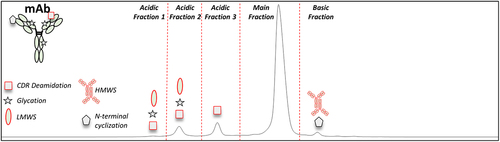 Figure 1. Representative IEC chromatogram for the mAb DS. The red dotted lines indicate the collected fractions across the three acidic peaks, the main peak, and the basic peak. The symbols represent the product specific charge variants (CDR deamidation (square), glycation (star), LMWS (oval), N-terminal cyclization (pentagon), and HMWS). The symbols for CQAs and non-CQAs are outlined in red and black font, respectively.