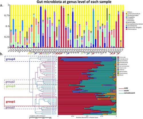 Figure 3. Gut bacterial composition of each sample. (a) Gut bacterial compositions of each sample at the genus level. (b) Tree based on weighted UniFrac distances of each sample at phylum level. Different coloured arrows represent different predominant bacteria, corresponding to different groups.