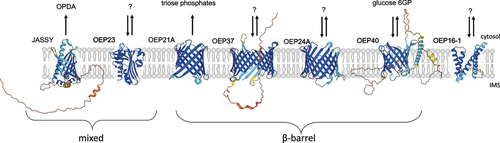Figure 1. OEP16, OEP21, OEP23, OEP24, OEP37, OEP40, and JASSY are described as metabolite channels in the OE. Structural predictions were obtained by AlphaFold Jumper et al. (Citation2021; Varadi et al. Citation2022). Experimental evidence for the topology are only provided for OEP21 and OEP24 (Gross et al. Citation2021; Gunsel et al. Citation2023). 6GP = glucose 6-phosphate, question marks represent yet unidentified metabolites.
