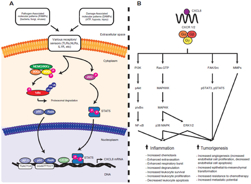 Figure 1 An overview of CXCL8 gene regulation and the signalling cascades downstream of CXCL8-mediated CXCR1/2 activation.