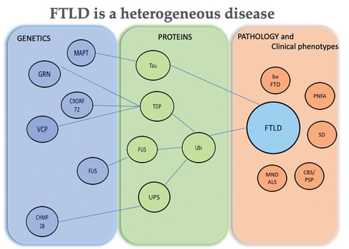 Figure 1. Tree diagram of FTLD heterogeneity. Association of genetics and proteins to the clinical phenotypes and underlying pathology in FTLD.