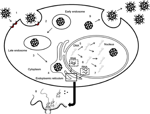 Figure 1 JC virus (JCV) life cycle in target cells.