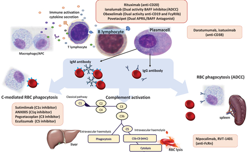Figure 1. Monoclonal antibody-based therapies for autoimmune hemolytic anemia (AIHA).