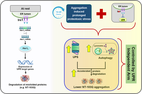 Figure 1. Ire1 acts as a lid to regulate proteostasis response during chronic stress in yeast cells. In the resting stage, Ire1 activates the UPR upon accumulation of misfolded mutant huntingtin (NT-103Q). We show that in the absence of Ire1, compensatory mechanisms such as autophagy and proteasomal function are upregulated upon prolonged stress and reduce aggregation of NT-103Q.