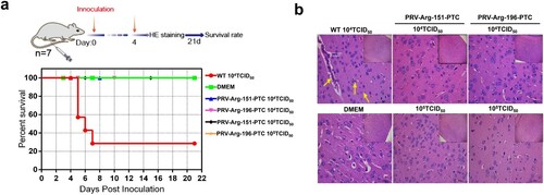 Figure 7. Characterization of the safety of PRV-PTC in vivo. (a) Percent survival of mice inoculated with different agents (n = 7) over 21 days. (b) H&E staining of the brains of the mice in different groups. Yellow arrows indicate representative abnormal areas, scale bars, 50 μm (magnified images of H&E staining), and the top right insets show full images, scale bars, 100 μm.