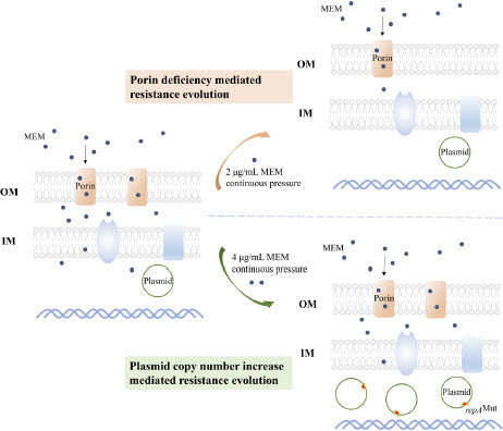 Figure 6. Porin Deficiency or Plasmid Copy Number Increase Mediated Carbapenem-Resistant Escherichia coli Resistance Evolution. OM means outer membrane. IM means inner membrane. MEM means meropenem.