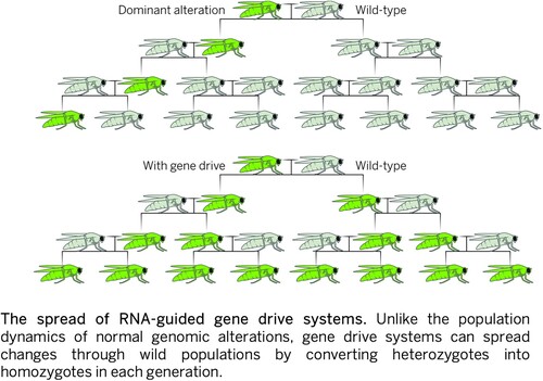 Figure 1. The spread of RNA guided gene drive systems. Source: Akbari, O. S. et al. (2015) Safeguarding gene drive experiments in the laboratory, Science, 349, 927-929.