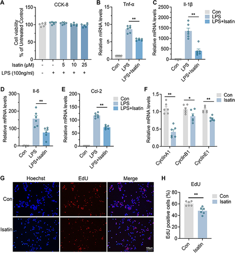 Figure 6 Isatin inhibits neuroinflammation and microglia proliferation.
