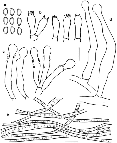 Figure 7. Microscopic features of Micropsalliota longicystis (holotype, KUN-HKAS 131121). (a) Basidiospores. (b) Basidia. (c) Cheilocystidia/pleurocystidia. (d) Caulocystidia. (e) Pileus squamules. Bars: a – d = 10 μm; e = 20 μm.