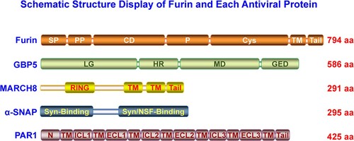 Figure 1. The structure analysis of furin, GBP, MARCH8, α-SNAP, and PAR1 proteins. Each specific protein domain was indicated. In furin, SP, signal peptide; PP, proprotein; CD, catalytic domain; P, P domain; Cys, cysteine-rich domain; TM, transmembrane domain; Tail, cytoplasmic tail. In GBP, LG, large GTPase domain; HR, hinge region; MD, the middle domain; GED, GTPase effector domain. In MARCH8, RING, the E3 ubiquitin ligase activity domain; TM, transmembrane domain; Tail, cytoplasmic tail. In α-SNAP, Syn-binding, syntaxin-binding region; Syn/NSF-binding, syntaxin/NSF-binding region. In PAR1, N, N-terminus region; TM, transmembrane region; ICL1/2/3, intracellular loop 1/2/3/; ECL1/2/3, extracellular loop 1/2/3.