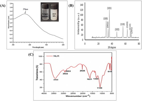 Figure 1. Green synthesis of ZnONPs using Xylaria arbuscula fungal extract: (A) UV absorption spectrum of biologically synthesized ZnO nano particles, (B) XRD pattern of fabricated ZnONPs, and (C) FTIR spectrum of zinc oxide nanoparticles synthesized using fungal extract.