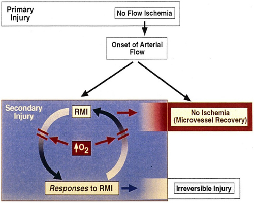 Figure 1 Cycle of reperfusion microvascular ischemia (RMI) and obstructive responses. Effective increase in O2 delivery attenuates both limbs of the cycle, with improvement of microvascular blood flow, viability, and function. Pathogenetic mechanisms associated with lethal reperfusion injury can be better assessed after RMI has been effectively treated.