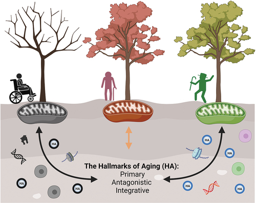 Figure 1. Mitochondria exert an influence on the hallmarks of aging, while the hallmarks, in turn, reciprocally impact mitochondria, shaping the aging process. Trees symbolize the diverse ways we experience aging, and they are intricately linked to mitochondrial function. Mitochondrial function, in turn, is influenced by the hallmarks of aging, which can also be influenced by mitochondria. The hallmarks of aging are categorized into three groups: primary (genomic instability, telomere attrition, epigenetic alterations, loss of proteostasis, and disabled macroautophagy), antagonistic (deregulated nutrient-sensing), and integrative (cellular senescence, stem cell exhaustion, altered intercellular communication, chronic inflammation, and dysbiosis). The hallmarks of aging, much like soil, can be differently enriched, leading to changes in mitochondrial function. Created with BioRender.com.