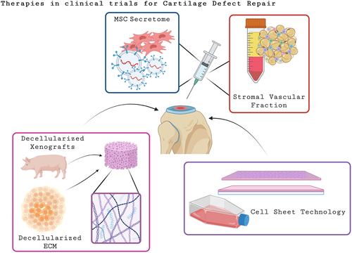 Figure 2. Schematic summary of therapies currently in clinical trials for cartilage defect regeneration. Implanted therapies such as decellularized scaffolds and cell sheet technology are being used to promote cartilage regeneration and fill defects. Additionally, the MSC secretome and stromal vascular fraction from adipose tissue have been intra-articularly injected into the knee with the hope that the secretome from these cells will result in a therapuetic effect. A combination of the therapeutics such as decellularized ECM paired with the stromal vascular faction has also been investigated.