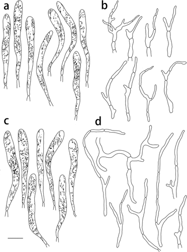 Figure 8. Russula pseudograveolens (HMAS287384, holotype), pileipellis. (a) Pileocystidia near the pileus centre. (b) Hyphal terminations near the pileus centre. (c) Pileocystidia near the pileus margin. (d) Hyphal terminations near the pileus margin. Cystidial contents as observed in Congo Red. Scale bar = 10 μm.