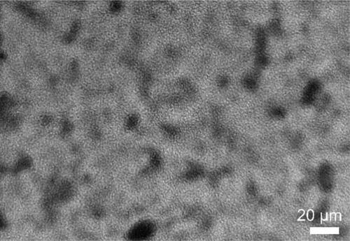 Figure 3. TEM images of SOPBI membranes.