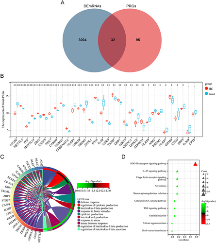 Figure 2 Identifies Gout-PRGs and functional enrichment analysis. (A) Venn diagram between DEmRNAs and PRGs. The coincidence part represents 32 genes shared by the two series. (B) Differential expression of Gout-PRGs in microarray data, gout, red; healthy, blue. The top and bottom of the box represent a range of quartile values. The line in the box represents the median. ****p < 0.0001, ***p < 0.001, **p < 0.01, *p < 0.05. (C) Gout-PRGs GO annotation visualization (TOP 10). (D) Gout-PRGs KEGG annotation visualization (Top10).