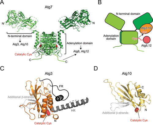 Figure 4. Structure of E1 and E2 enzymes. (A) Crystal structure of Atg7 (PDB 3VH2). (B) Trans mechanism of Atg8 and Atg12 transfer from E1 to E2. (C) Crystal structure of Atg3 (PDB 2DYT). Unique insertions FR and HR are colored dark gray and additional β-strands are colored light gray. (D) Crystal structure of Atg10 (PDB 2LPU). Additional β-strands are colored light gray. In (A), (C), and (D), the side chain of the catalytic cysteine is shown with a sphere model.