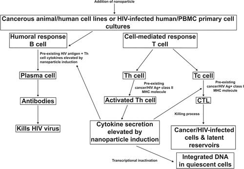 Figure 14. Proposed effector mechanism of PRK-NP against cancer and human immunodeficiency virus.
