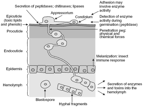 Figure 1 Summary of the events involved in the infection cycle of an entomopathogenic fungus attacking an insect host.