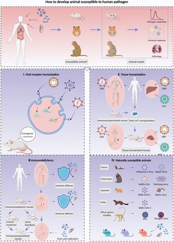 Figure 1. Strategies for the development of animal models with susceptibility to human pathogens. Animal models for human infectious diseases imitate clinically affected patients and reflect the processes of pathogen invasion, replication and shedding as well as the innate and adaptive immune response, tissue injuries and lesions, and clinical symptoms. It is essential to clarify the pathogenesis and develop prophylactic and therapeutic strategies against infection and transmission. The screening of animals that exhibit characteristics similar to those of humans in terms of susceptibility to pathogens is essential and constitutes the first step toward establishing animal models for infectious diseases; four strategies for the development of susceptible animal models were reviewed. I. Expression of human viral receptors via transgenic techniques is a common method for enhancing the susceptibility of rodents to human-origin viruses, which can be achieved by inserting the human receptor gene randomly or in a specific site of the mouse chromosome, and then enhancing the mouse cell susceptibility to human viruses. This method facilitates the development of a viral receptor humanized mouse model for SARS-CoV-2, MERS-CoV and EV71. II. The transplantation of human stem cells or tissues into immunocompromised mice and the generation of immune or liver tissue-humanized animals allows infection by strictly human-tropism-related pathogens such as HIV, HBV and HCV. Furthermore, dual-humanized mice with both hepatocytes and immune cells of human origin could reproduce the HBV or HCV lifecycle in vivo and simulate liver pathogenesis processes of chronic hepatitis B patients, such as inflammation, fibrosis, and ultimately cirrhosis. III. The destruction of immune defenses in immunocompetent animals by genetic mutation or deletion of targeted genes can facilitate pathogenic infection. These animals include the severe immunodeficiency inbred strains Nude, SCID, and NOD/SCID and the genetically modified strains with deletions in antiviral restriction factors related to ISGs or signalling cascade pathways of innate immunity. IV. Some animal species are naturally susceptible to human pathogens; for example, ferrets are susceptible to influenza A virus, marmosets are susceptible to MERS-CoV, and hamsters are susceptible to SARS-CoV-2. In addition, recombinant inbred collaborative cross (CC) mice simulate the diversity of the genetic background and susceptibility to pathogens. Therefore, these mice could be used to identify specific lines susceptible to human pathogen infection.