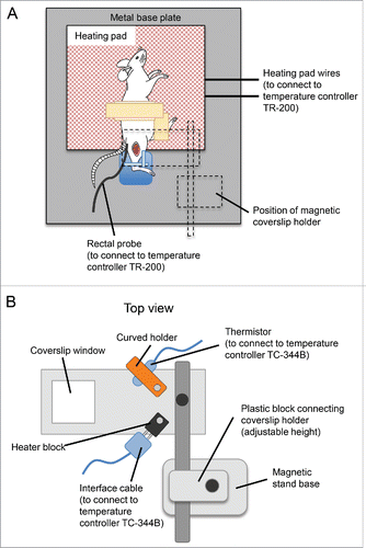 Figure 3. Schematic diagram of the setup for the tibialis anterior muscle intravital multiphoton imaging. (A) Schematic diagram of the imaging stage, showing the position of the mouse on the heating pad, with the right tibia in the blu-tack mold. Position of the coverslip holder is outlined in dotted lines. (B) Top view of the coverslip holder. Positions of the thermistor and interface cable, to be connected to the curved holder and heater block, respectively, are shown.