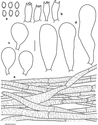 Figure 3. Microscopic features of Micropsalliota appendiculata (KUN-HKAS 54322). (a) Basidiospores. (b) Basidia. (c) Cheilocystidia. (d) Pleurocystidia. (e) Pileus squamules. Bars: a – d = 10 μm; e = 20 μm.